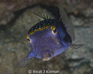 "I can fly" - Male Boxfish in pose. by Beat J Korner 